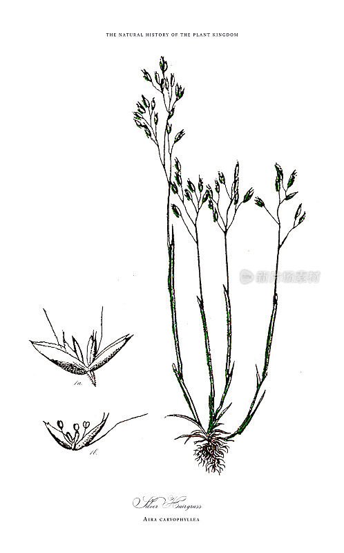 草，植物王国，维多利亚植物插图，大约1853年