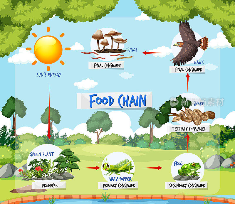 以森林为背景的食物链图概念