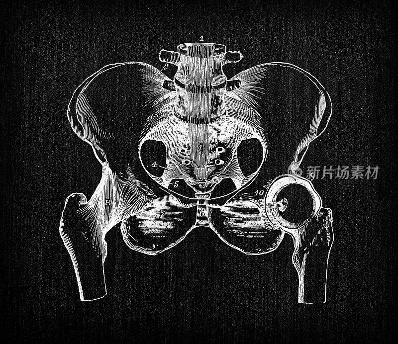 人体解剖学古董插图:骨盆和髋关节