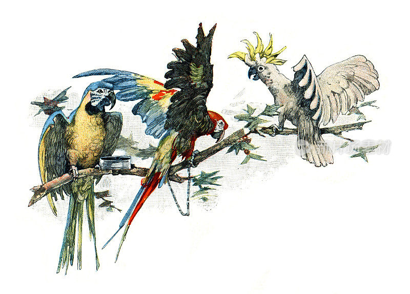 金和蓝色猩红色金刚鹦鹉插图1893年