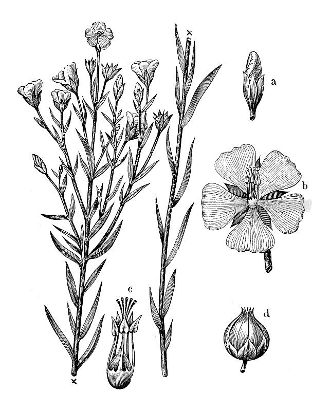 古董植物学插图:亚麻，亚麻籽，亚麻