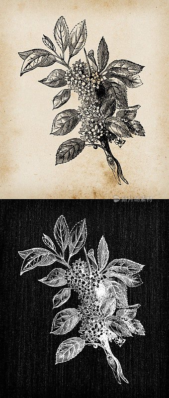 植物学植物仿古雕刻插画:鼠李(鼠李)