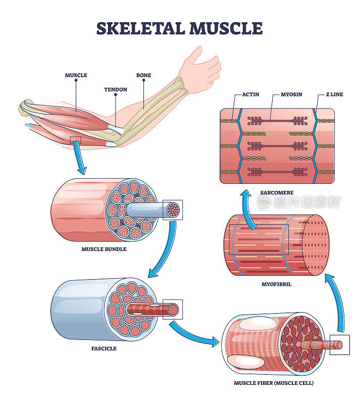 骨骼肌结构层次与解剖特写轮廓图