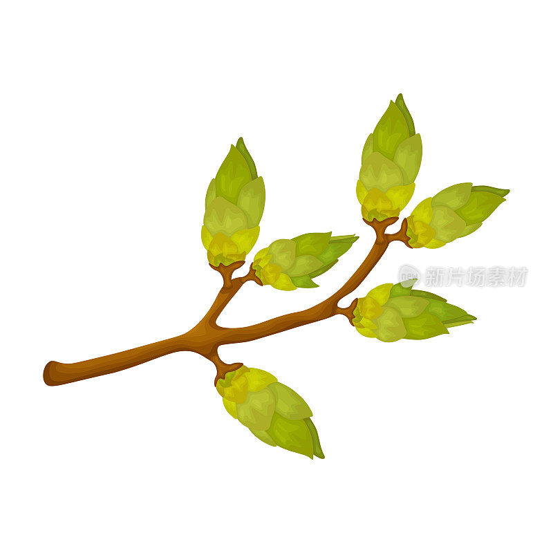 有绿色嫩芽的树枝。一幅春天的插图，描绘了一棵绿色的树枝和肿胀的嫩芽。矢量插图孤立在白色背景上