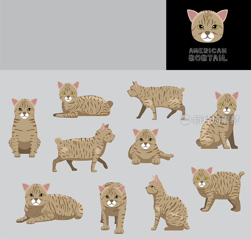 猫美国短尾卡通矢量插图颜色变化集