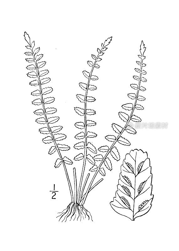 古植物学植物图例:小铁球、小铁球