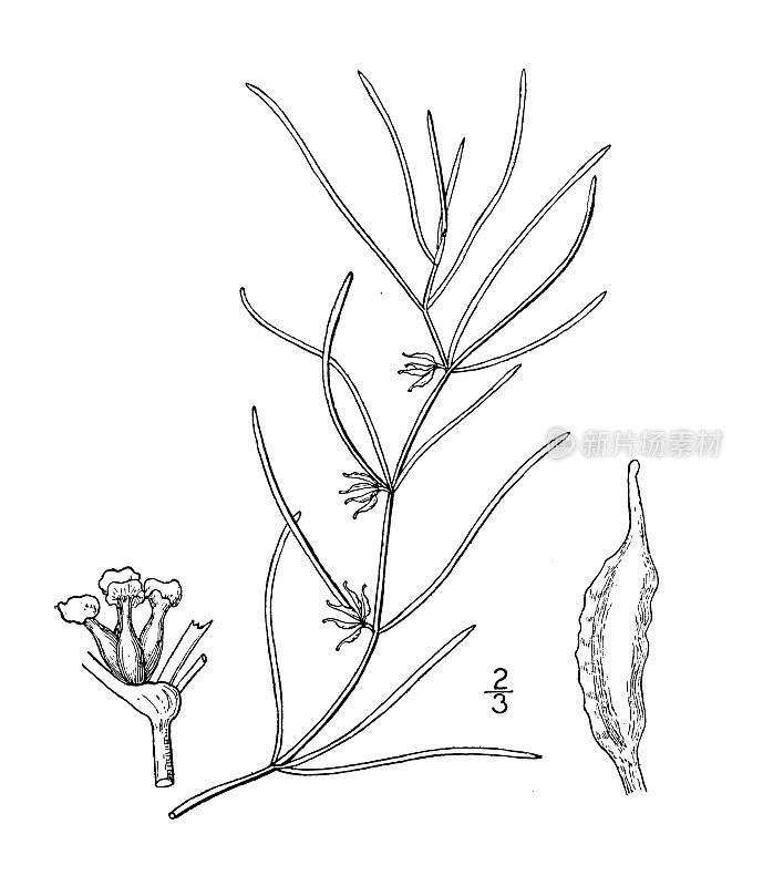 古植物学植物插图:赞尼基利、赞尼基利