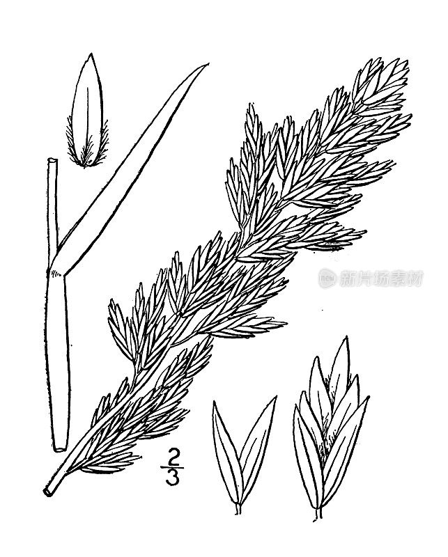 古植物学植物插图:大花禾草
