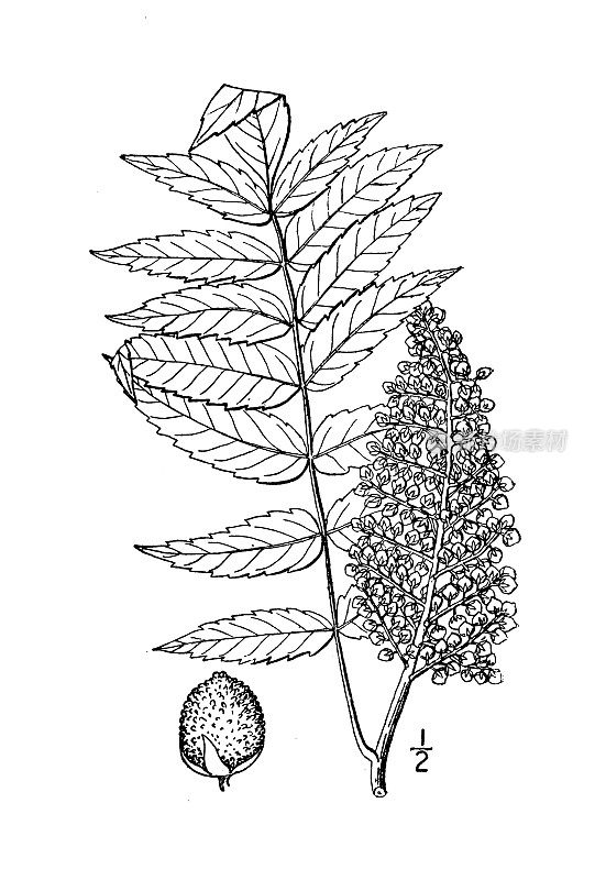 古植物学植物插图:漆树、漆树