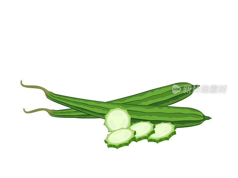 矢量插图的丝瓜或刺丝瓜，也被称为海绵葫芦，孤立在白色背景。
