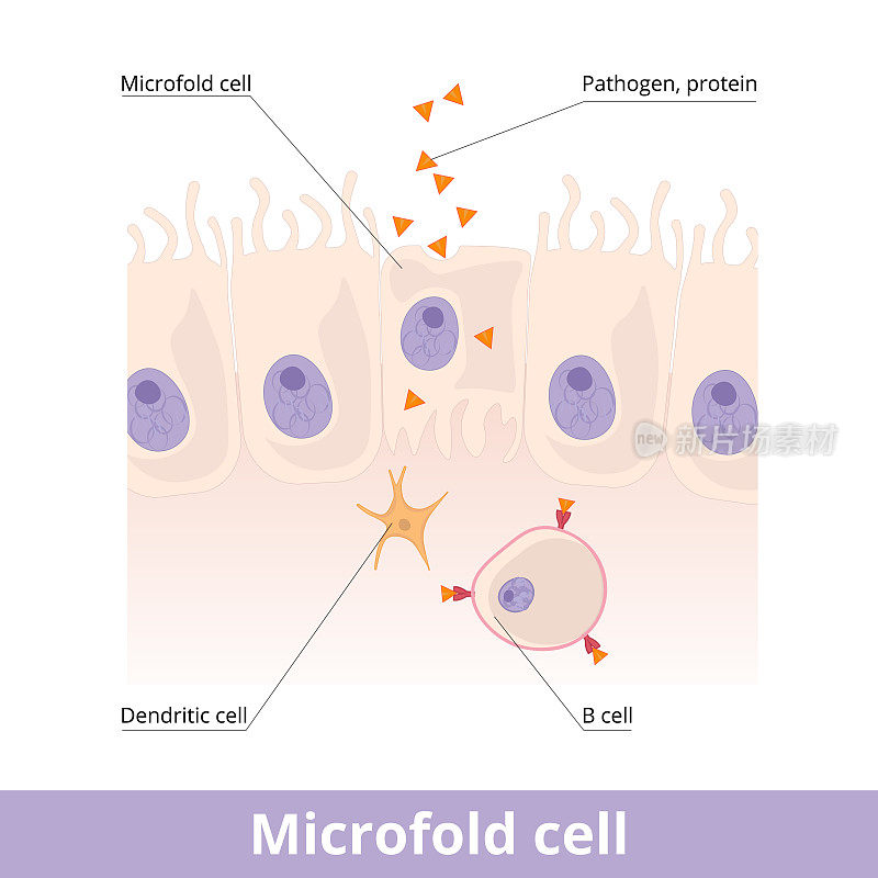 Microfold细胞