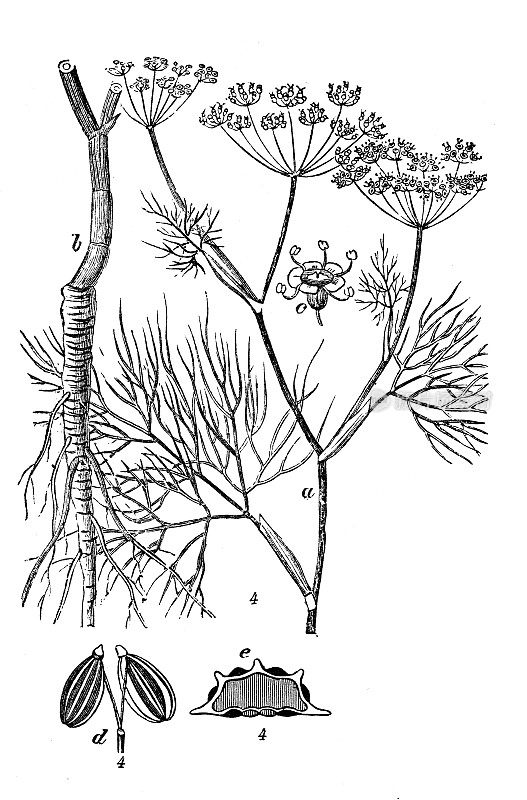 仿古版画插图:茴香、小茴香