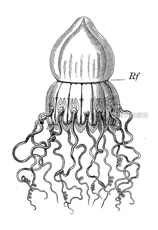 古董生物动物学图像:边缘风信子