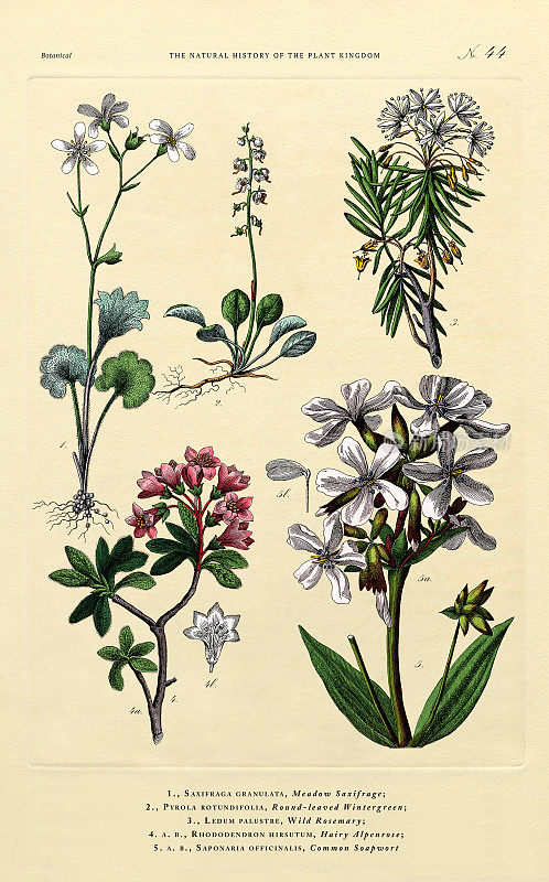 《植物王国的历史》，维多利亚植物插图，44版，大约1853年