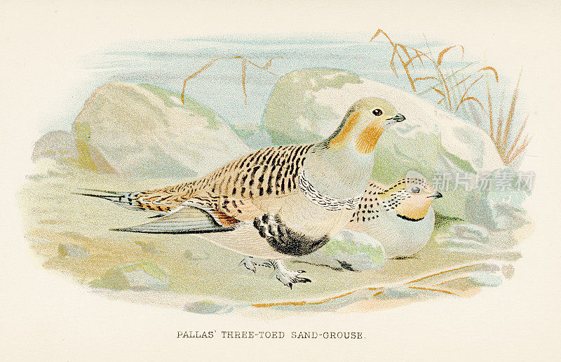 帕拉斯1892年的沙松鸡版画