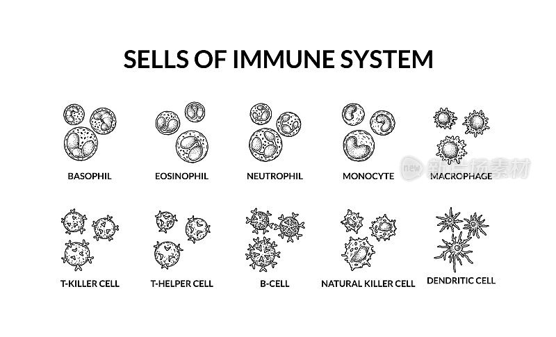 适应性免疫系统的细胞。有名字的人类细胞。科学的微生物载体插图素描风格。血细胞成分的形成