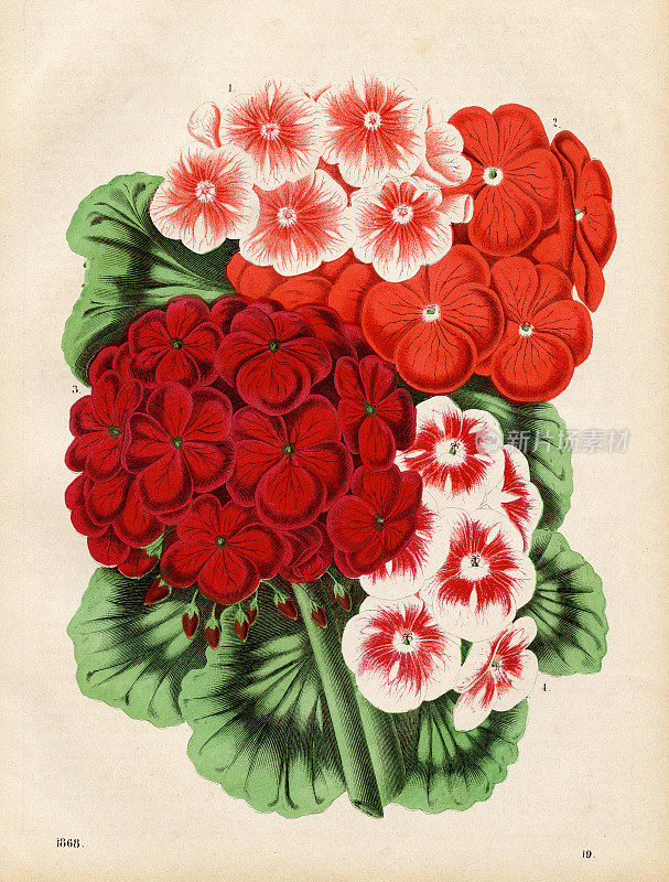 天竺葵色版1868