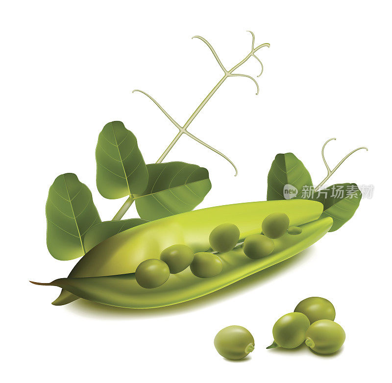 绿豌豆。
