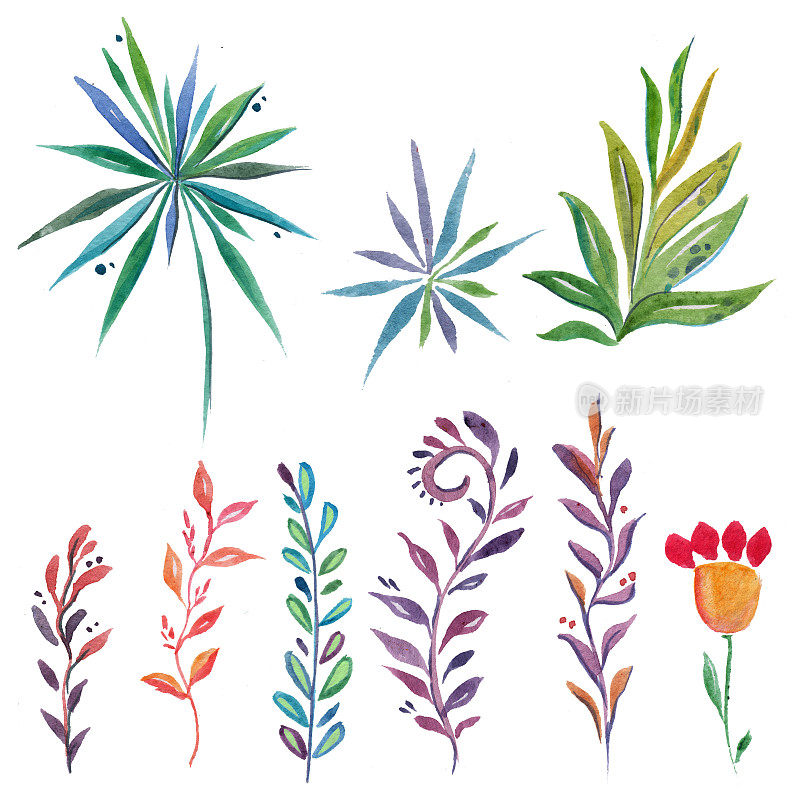 热带植物水彩画