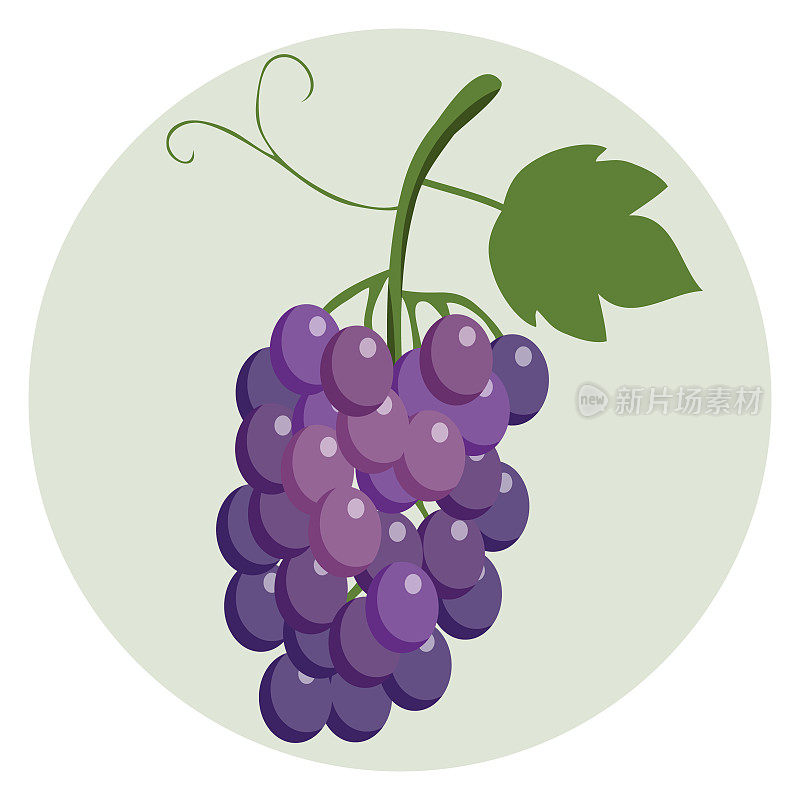 一串蓝葡萄。成串的大浆果。葡萄与一个绿色的叶子在浅绿色的背景。