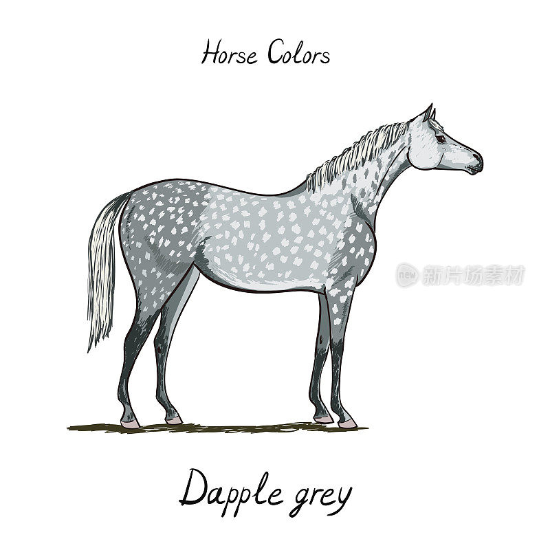 马的颜色表在白色。马斑纹灰色皮毛颜色与文本。马术方案。