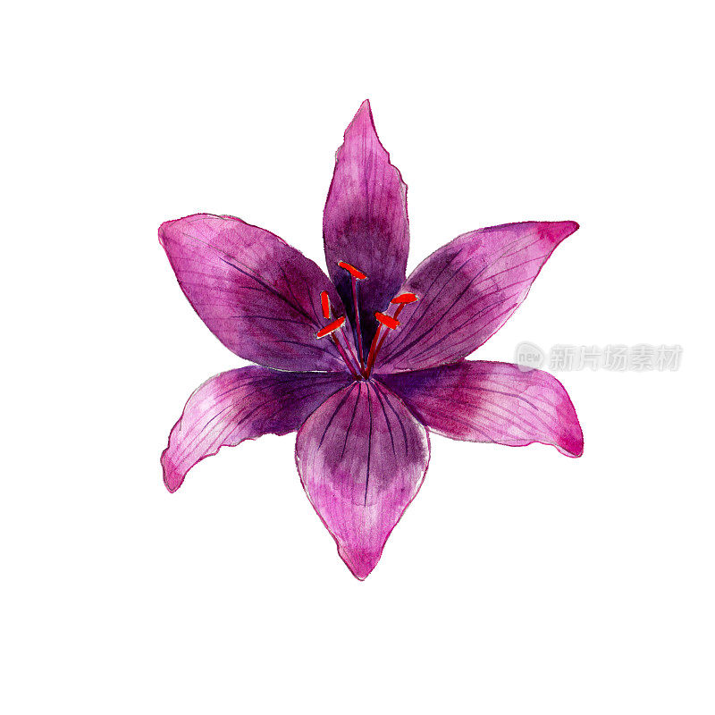 水彩紫百合花，手绘，孤立在白色背景。