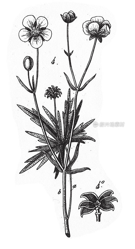 作为茶的植物和伞形科的代表，一些有毒的版画和古董插图，出版于1851年