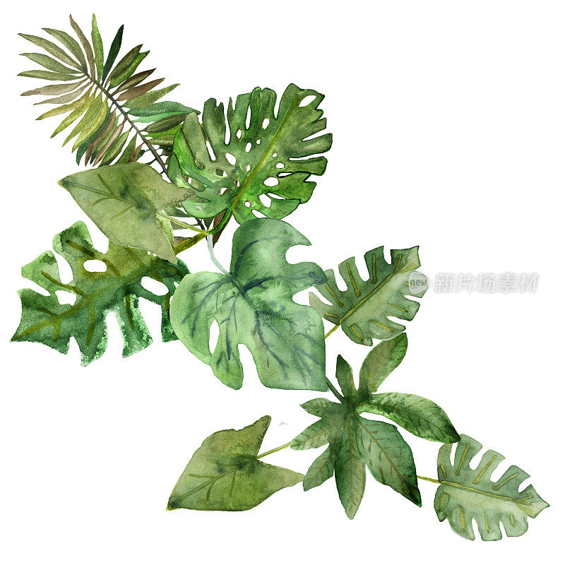 水彩手绘自然夏季丛林花束与绿色不同的热带树叶和蕨类树枝组成的白色背景假日和温暖的明信片