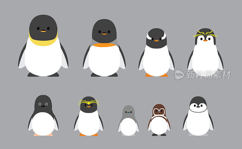 可爱的角色胖乎乎的企鹅各种品种卡通矢量插图