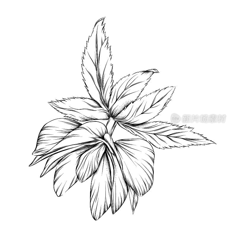 美丽的嚏根草花用钢笔和墨水画。向量EPS10插图