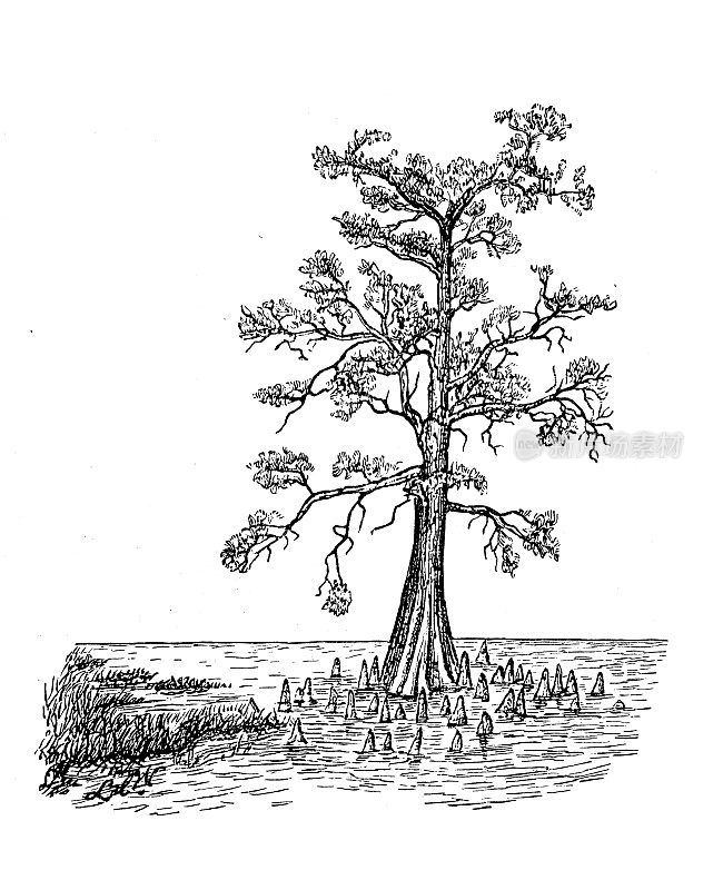 古色古香的秃柏树，沼泽形式，通气的根