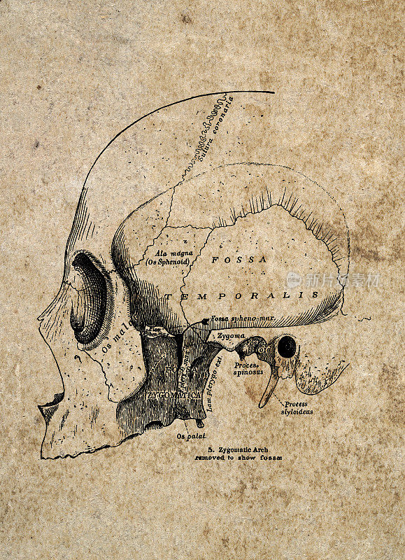 人类头骨，古生物医学插图，维多利亚解剖图，19世纪。