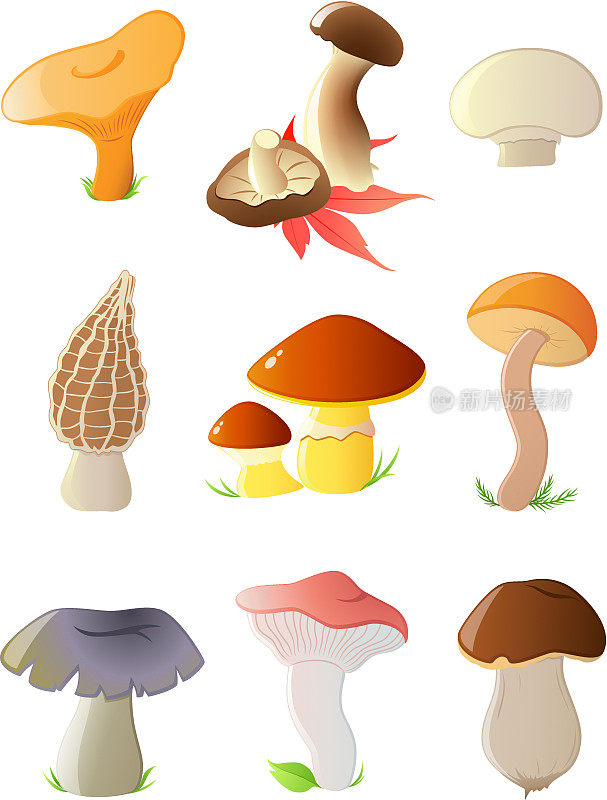 光滑的森林蘑菇