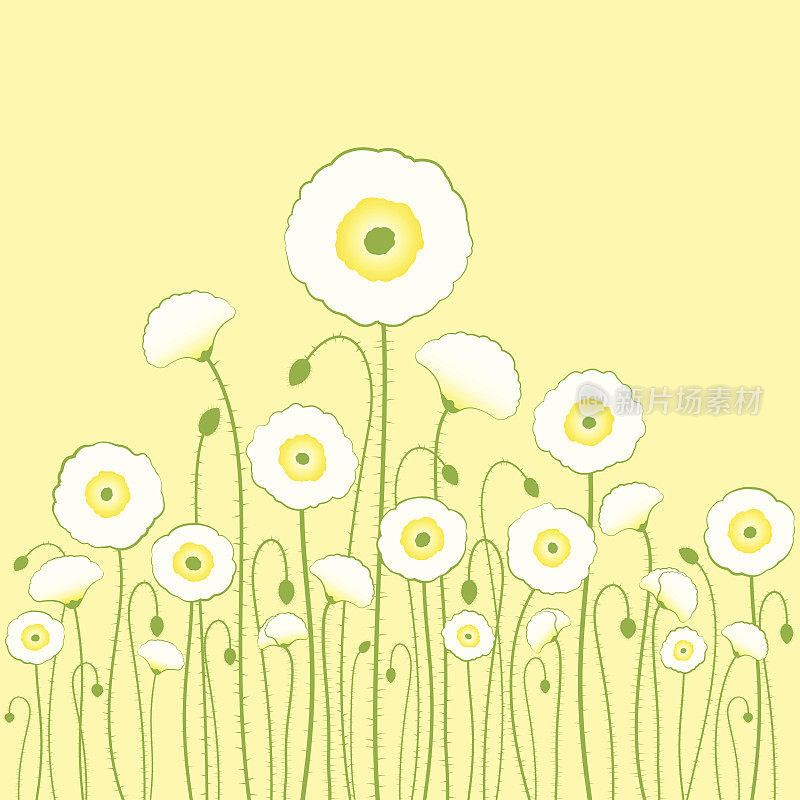 黄色背景上的白色罂粟花