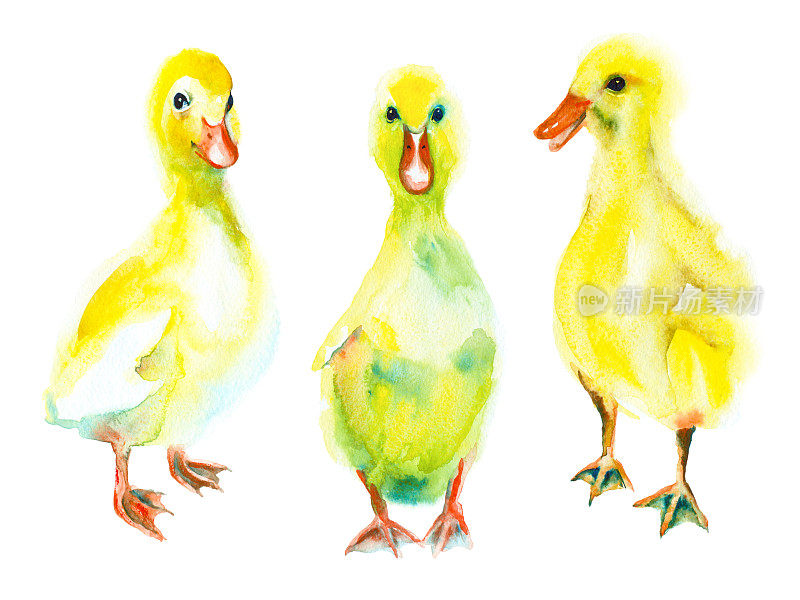 一组水彩画小鸭子。