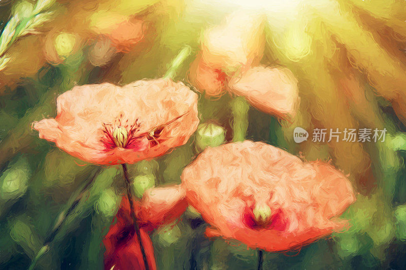 阳光普照的红色罂粟花，彩色铅笔插图