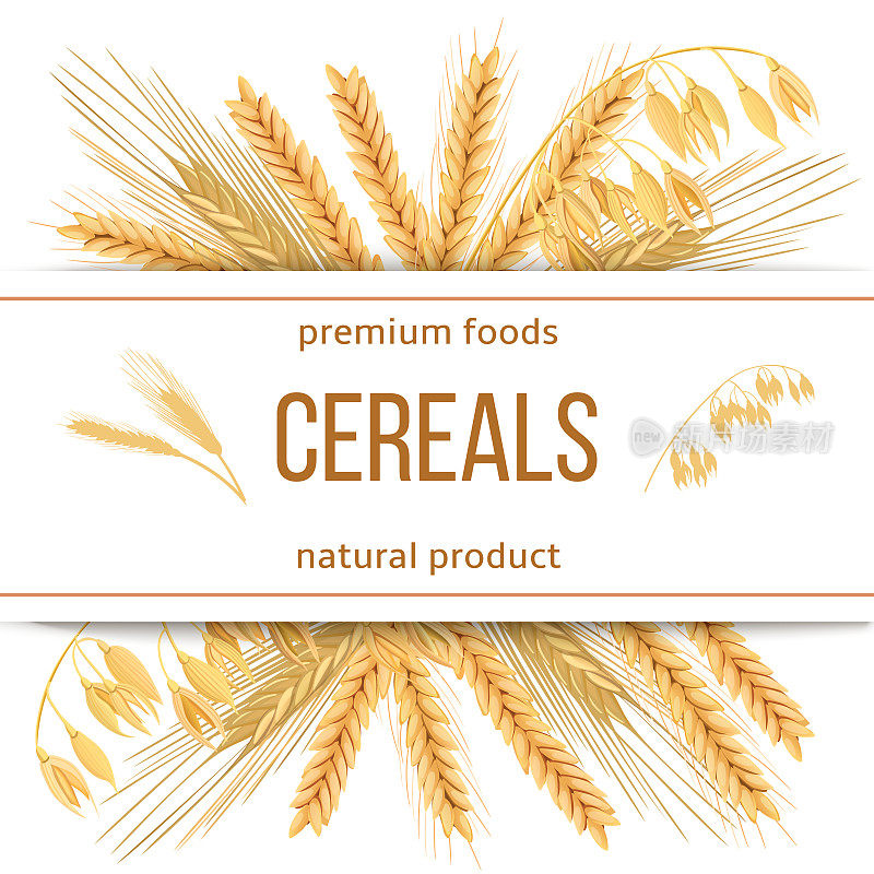 小麦，大麦，燕麦和黑麦。3d图标向量集。五谷杂粮与穗类为优质食品，天然产品