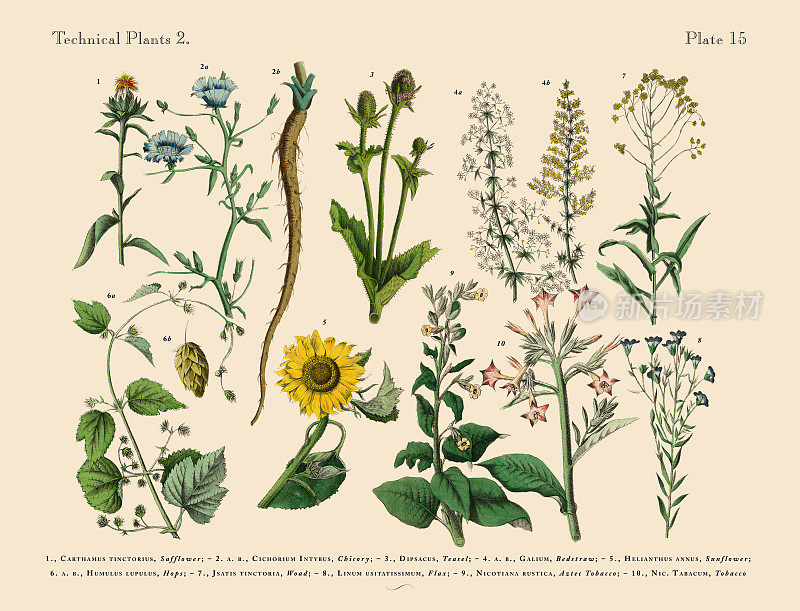 野花，一年生和多年生植物，维多利亚植物学插图