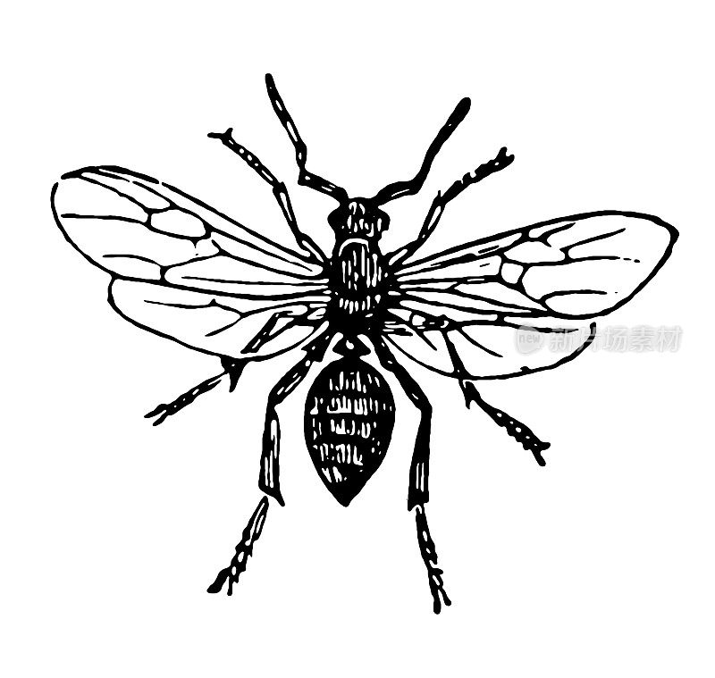 胶木蚁，又称红木蚁、南木蚁或雄马蚁