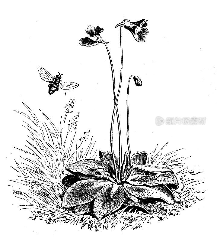 古植物学插图:凤尾草、butterwort