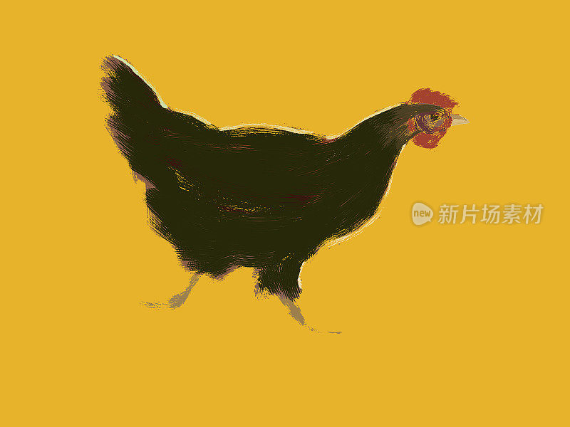 一只黑色的鸡在橙色的背景上，这是一幅风景如画的插图