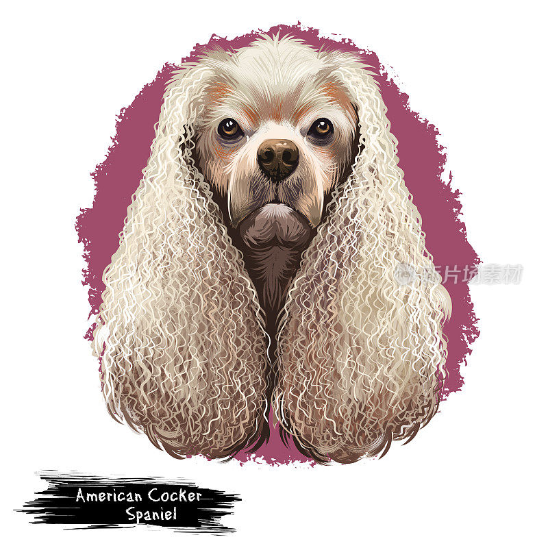 美国可卡犬数字艺术插图孤立在白色背景。一种运动犬，身上有中等长度的丝状皮毛，耳朵与英国可卡犬有密切的关系。