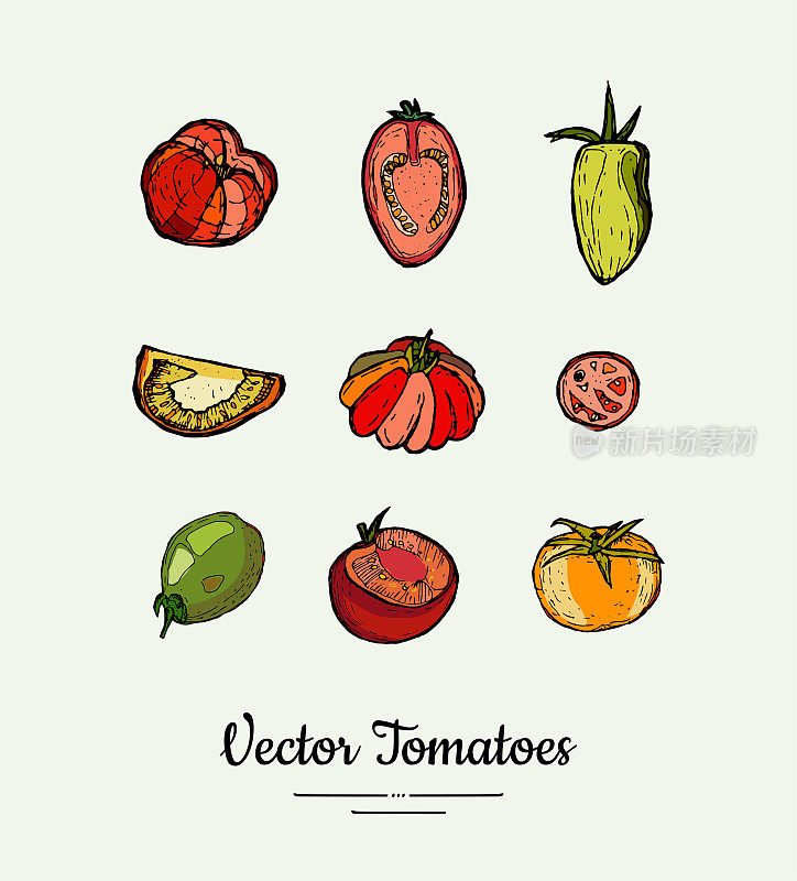 番茄蔬菜载体隔离集。红的，黄的，绿的，整块切成薄片的西红柿。蔬菜手绘插图