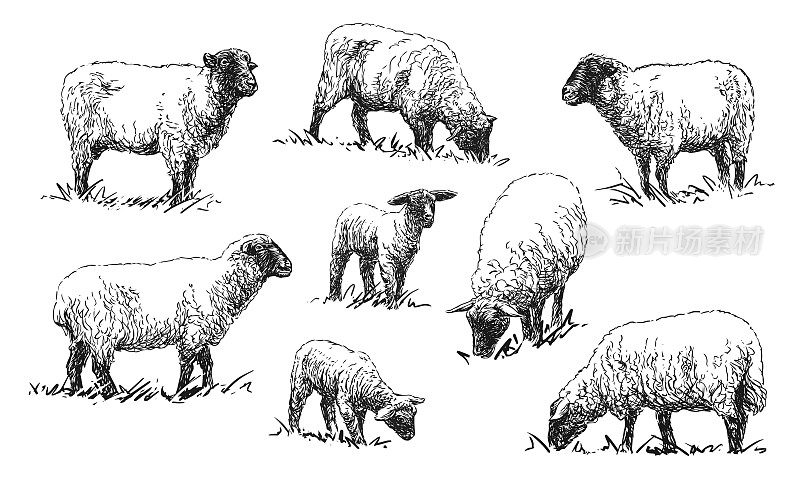 羊-一套农场动物插图