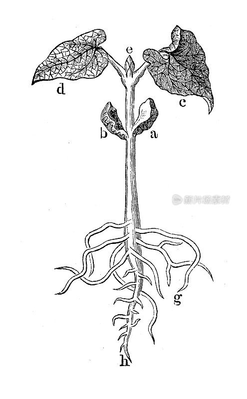 古代植物学插图:豌豆