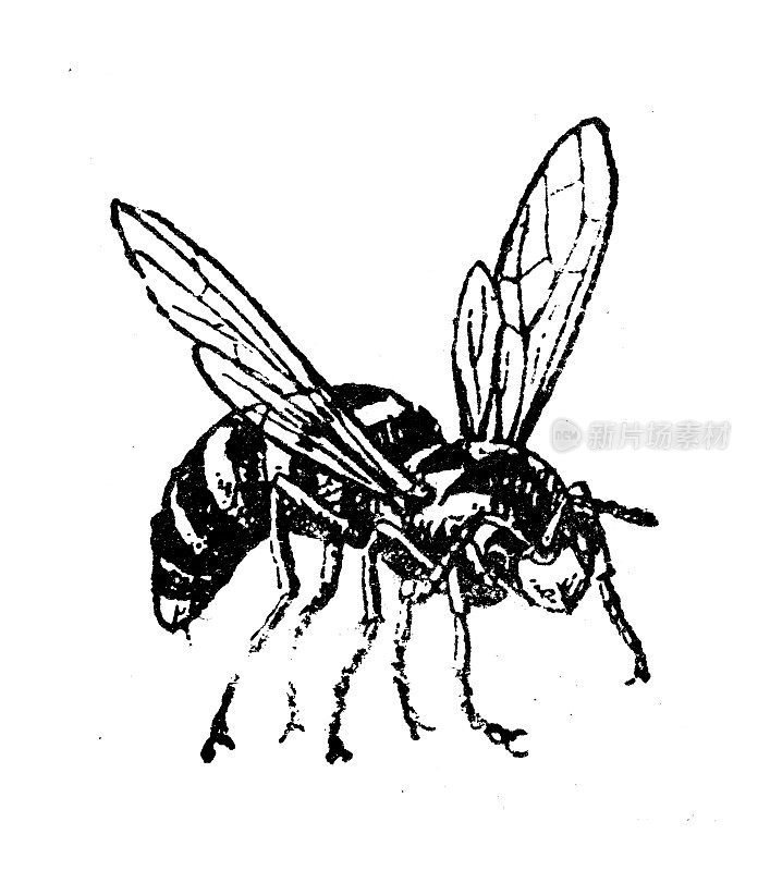古董插图:黄蜂