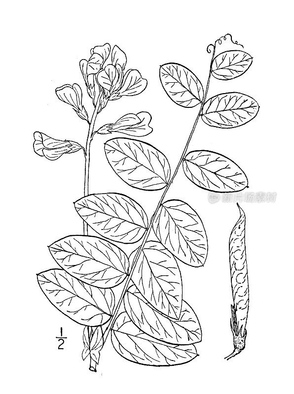 古植物学植物插图:山黧豆、豇豆