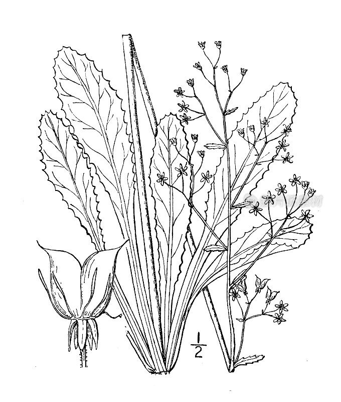 古植物学植物插图:石竹、莴苣、石竹