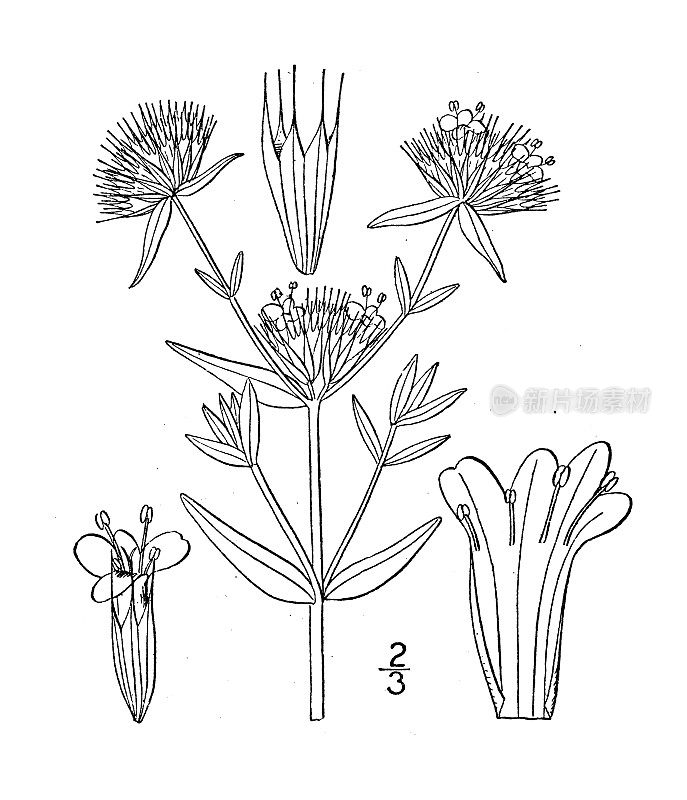古植物学植物插图:木犀草、牛膝草、山薄荷