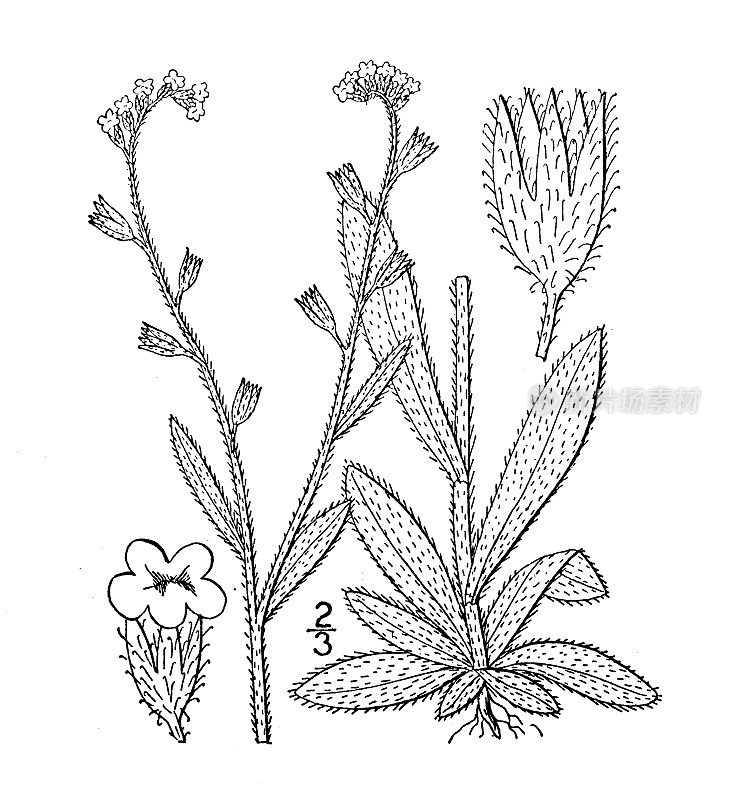 古植物学植物插图:五彩草，黄和蓝蝎草